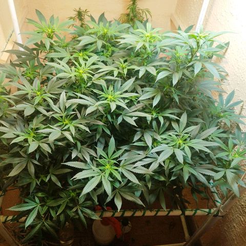 Apple pie  growlog timeline photo