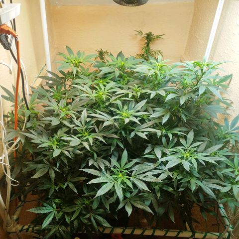 Apple pie  growlog timeline photo