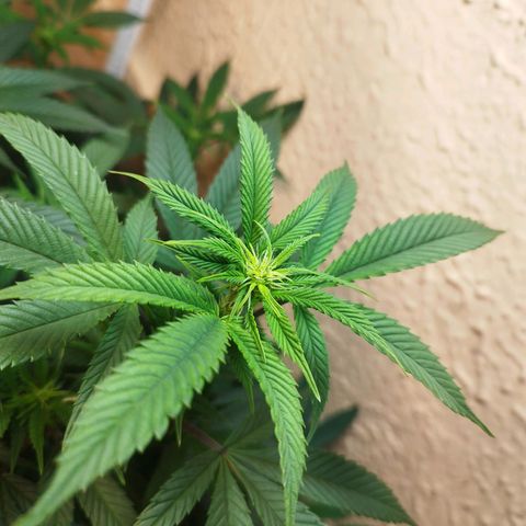 Apple pie  growlog timeline photo
