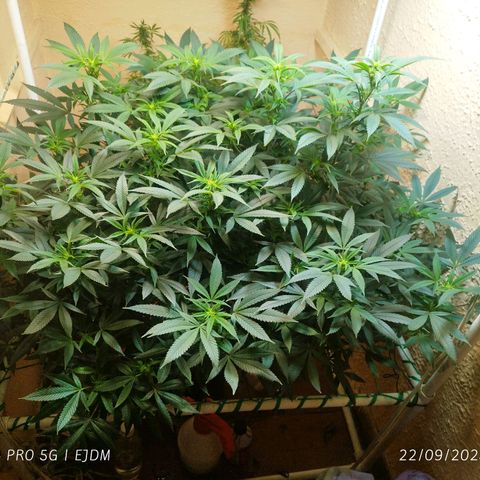 Apple pie  growlog timeline photo