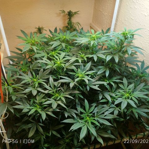 Apple pie  growlog timeline photo