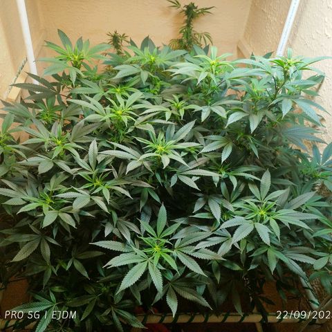 Apple pie  growlog timeline photo