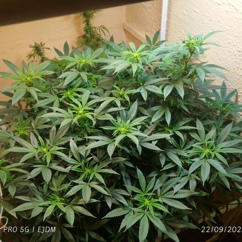 Apple pie  growlog timeline photo