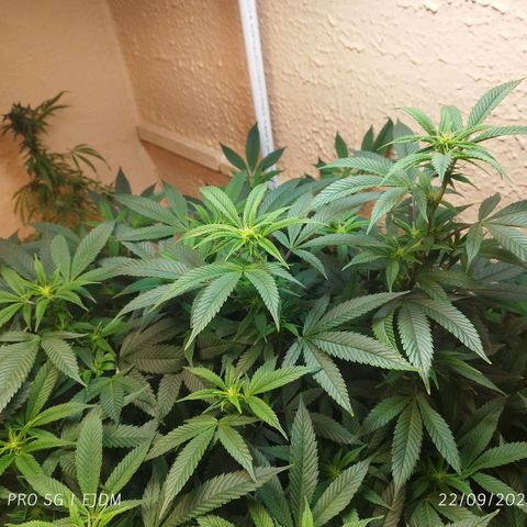 Apple pie  growlog timeline photo