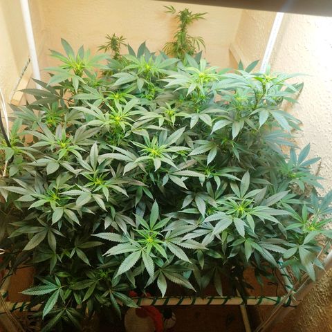 Apple pie  growlog timeline photo