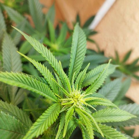 Apple pie  growlog timeline photo