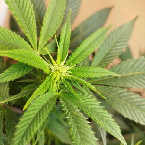 Apple pie  growlog timeline photo