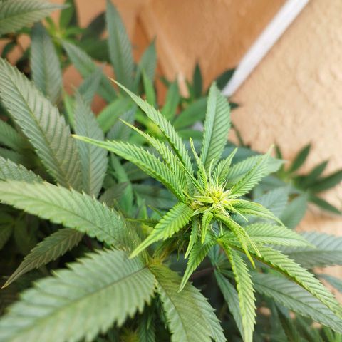 Apple pie  growlog timeline photo