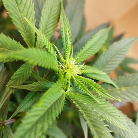 Apple pie  growlog timeline photo
