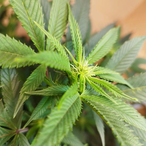 Apple pie  growlog timeline photo