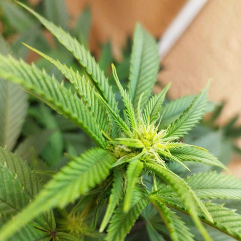 Apple pie  growlog timeline photo