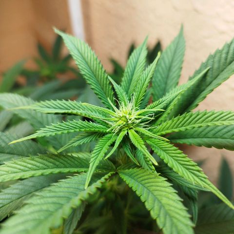 Apple pie  growlog timeline photo
