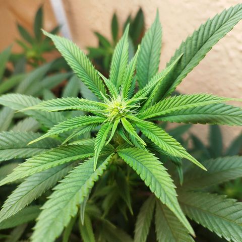 Apple pie  growlog timeline photo