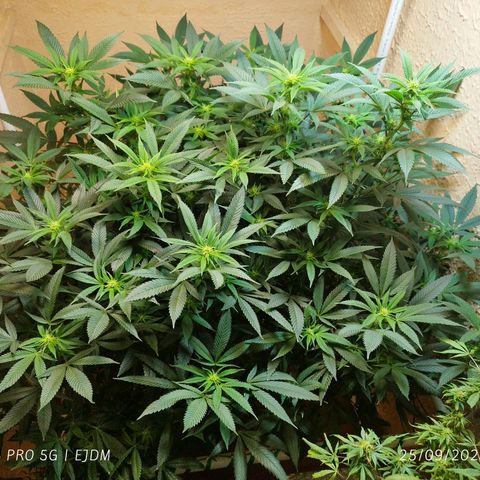 Apple pie  growlog timeline photo