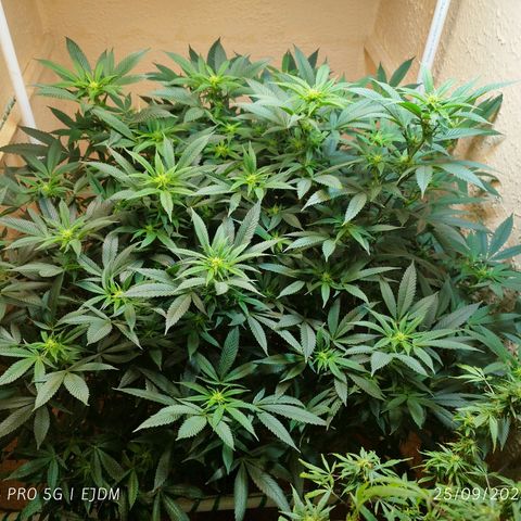 Apple pie  growlog timeline photo