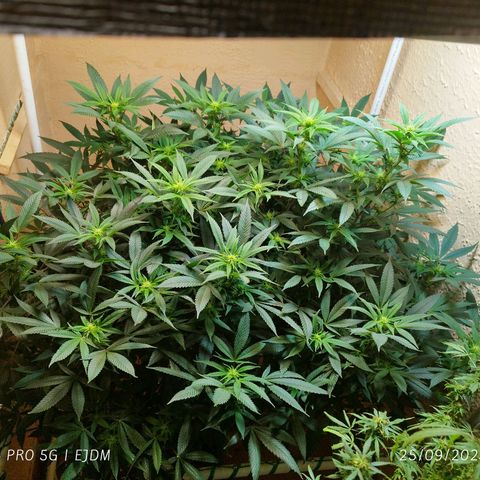 Apple pie  growlog timeline photo