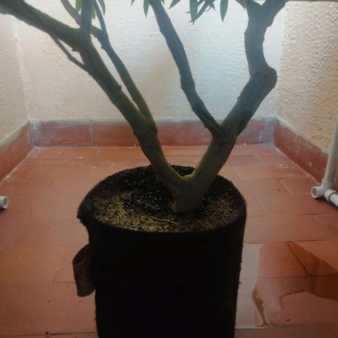 Apple pie  growlog timeline photo