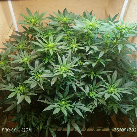 Apple pie  growlog timeline photo