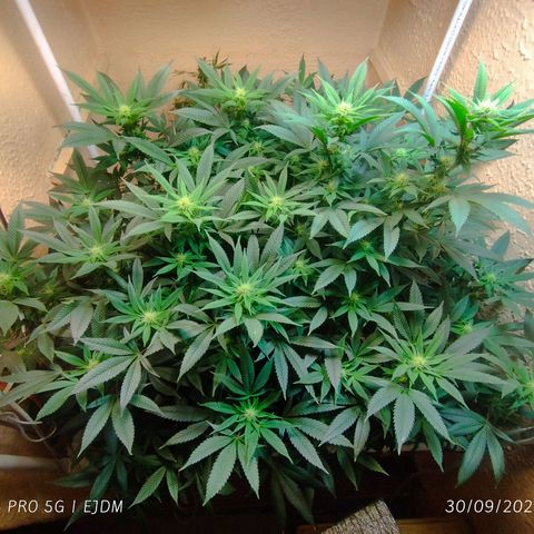 Apple pie  growlog timeline photo