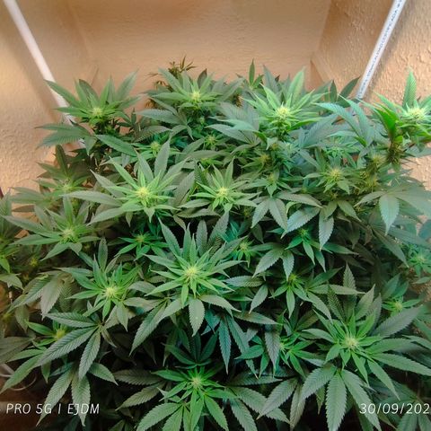 Apple pie  growlog timeline photo