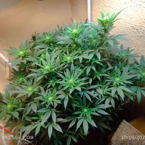 Apple pie  growlog timeline photo