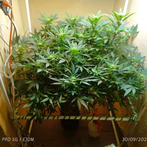 Apple pie  growlog timeline photo