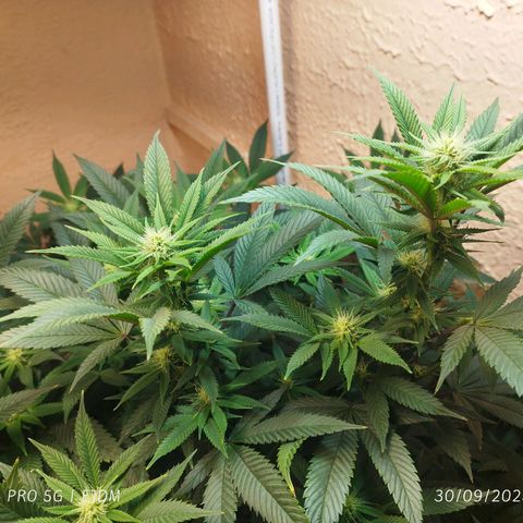 Apple pie  growlog timeline photo