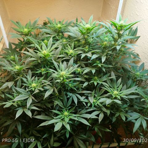 Apple pie  growlog timeline photo