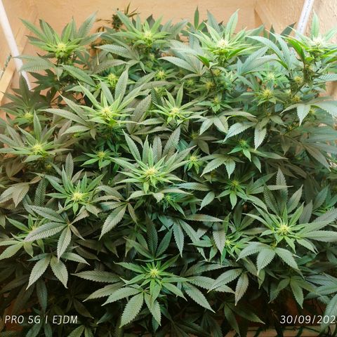 Apple pie  growlog timeline photo