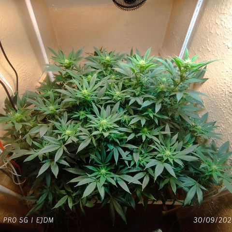 Apple pie  growlog timeline photo