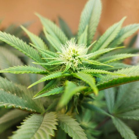 Apple pie  growlog timeline photo