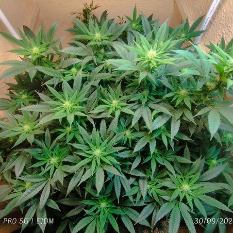 Apple pie  growlog timeline photo