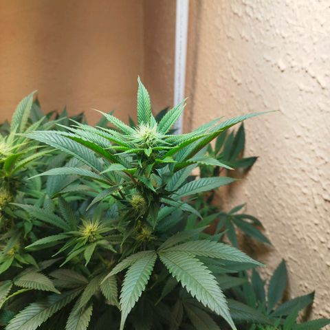 Apple pie  growlog timeline photo