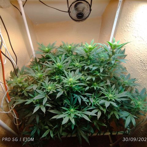 Apple pie  growlog timeline photo