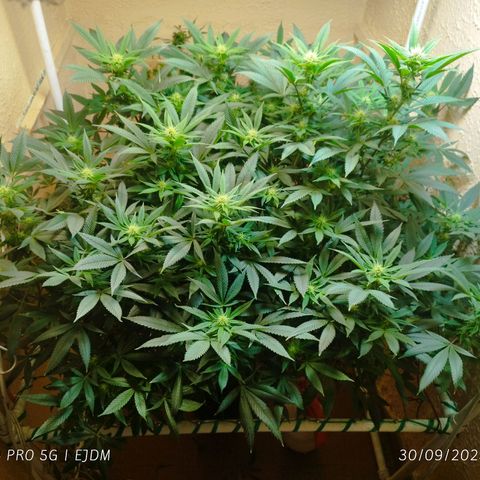 Apple pie  growlog timeline photo