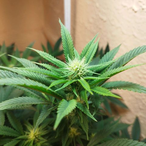 Apple pie  growlog timeline photo