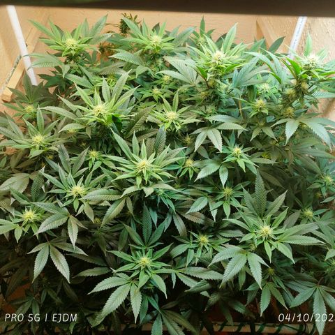 Apple pie  growlog timeline photo