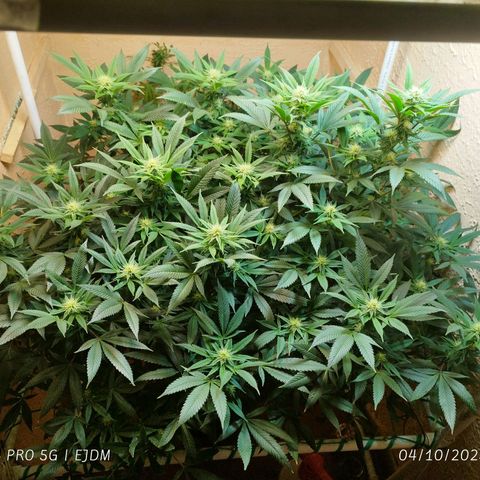 Apple pie  growlog timeline photo