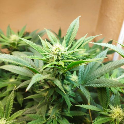 Apple pie  growlog timeline photo