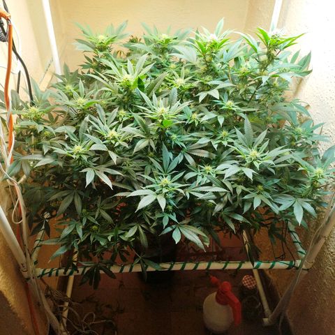 Apple pie  growlog timeline photo