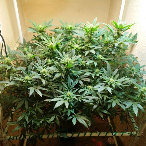 Apple pie  growlog timeline photo