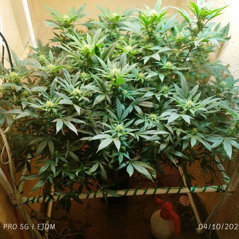 Apple pie  growlog timeline photo