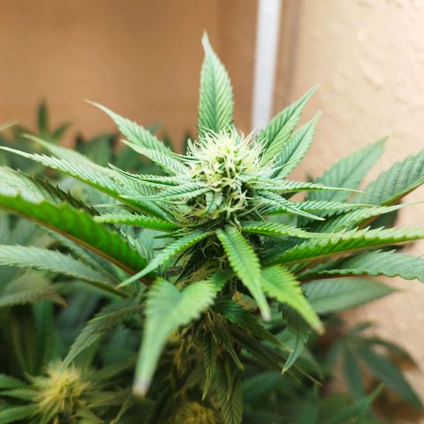 Apple pie  growlog timeline photo