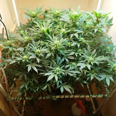 Apple pie  growlog timeline photo