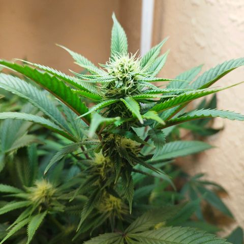 Apple pie  growlog timeline photo