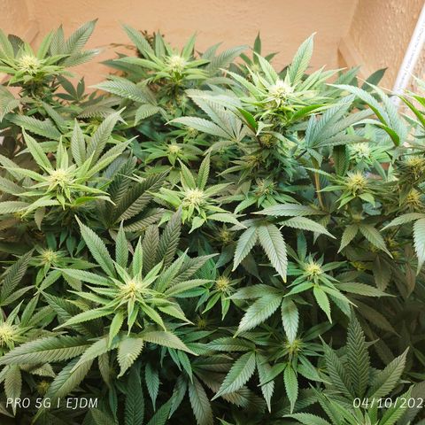 Apple pie  growlog timeline photo