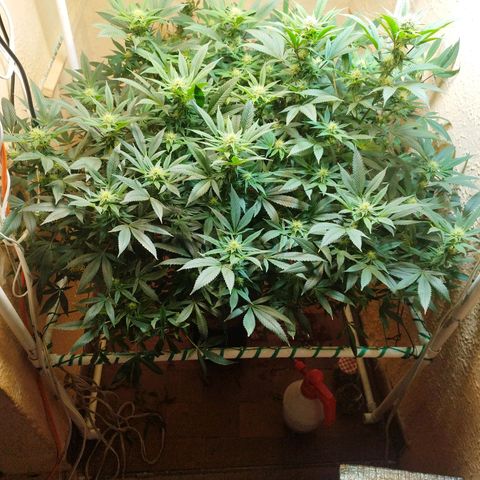 Apple pie  growlog timeline photo