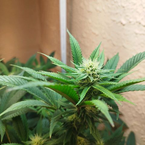 Apple pie  growlog timeline photo