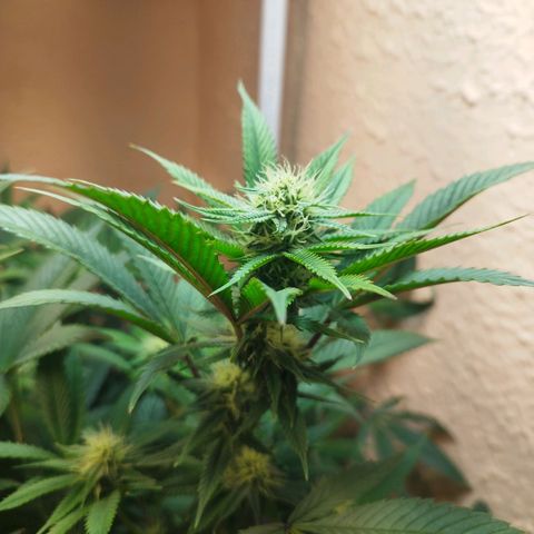 Apple pie  growlog timeline photo