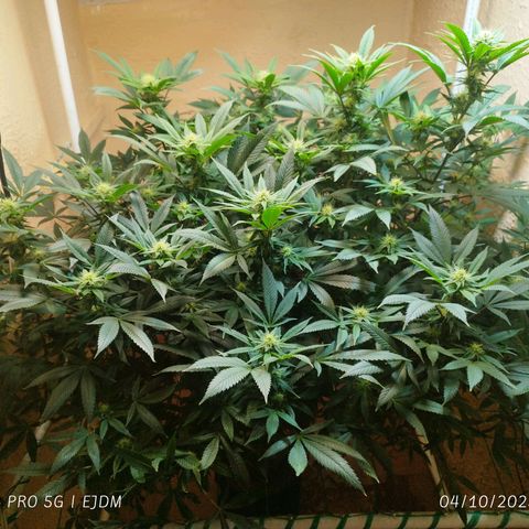 Apple pie  growlog timeline photo